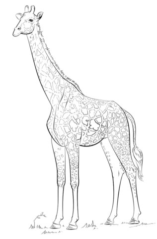 Masai Giraffe Coloring Page